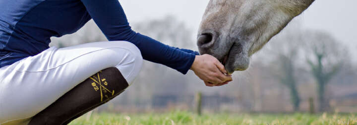 teaserbild hoeveler reformin einstiegsbanner pferdefutter pferd ergaenzungsfutter supplemente